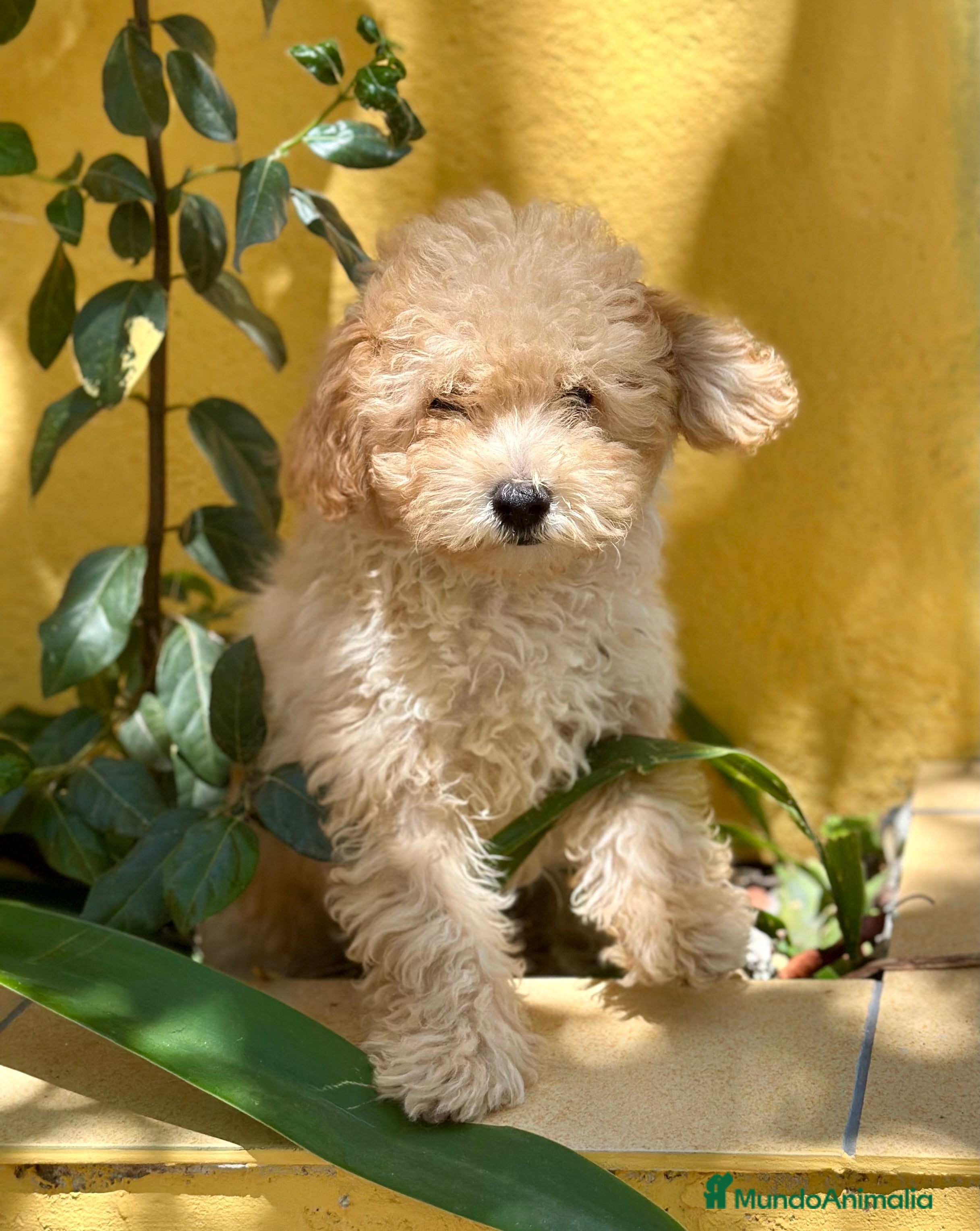 Caniche Toy perros CANICHES DISPONIBLES EXCELENTE LINEA - Anuncio 2