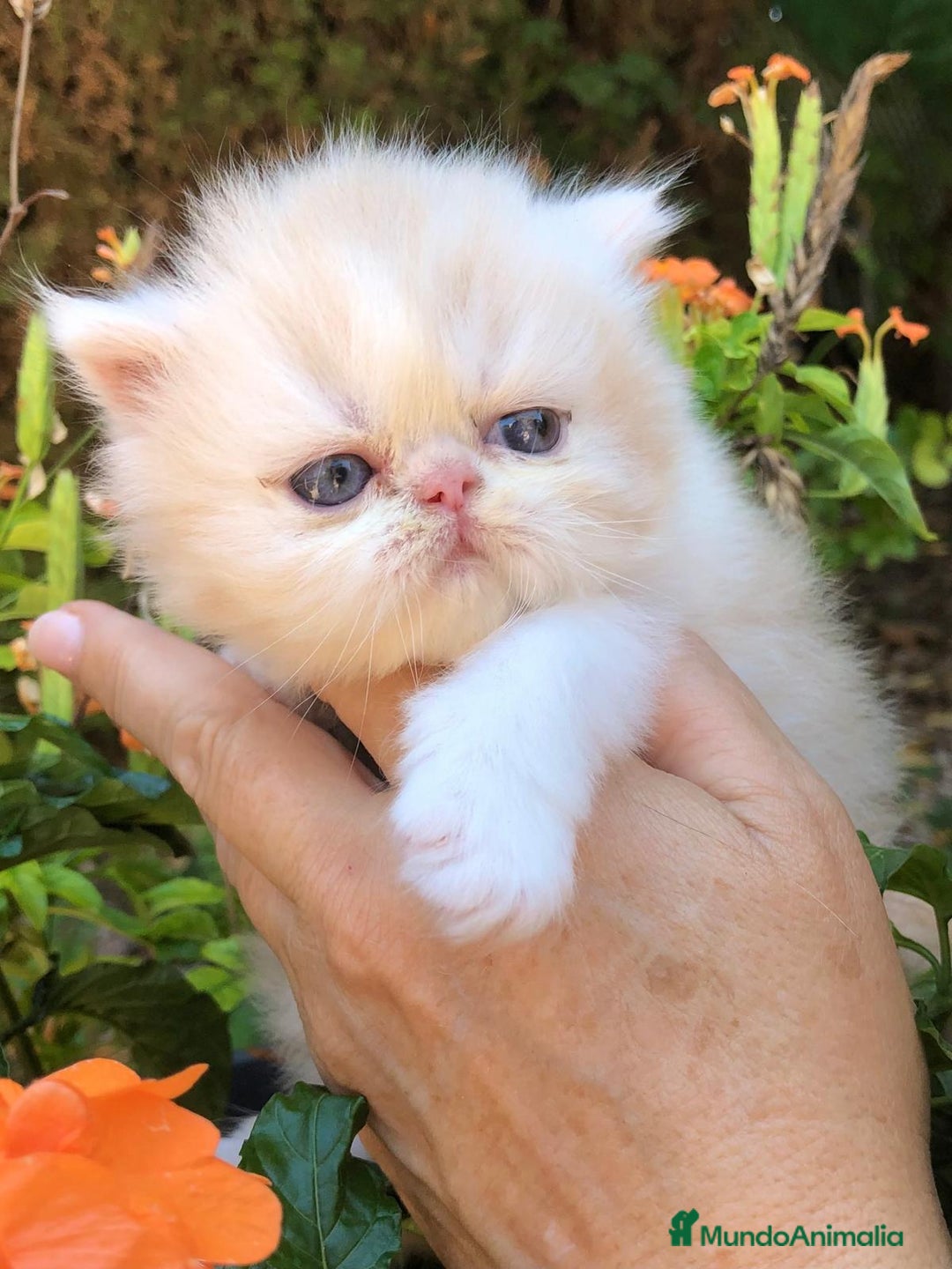 Persa gatos en venta: Gatitos Persas Machos - Imagen 2