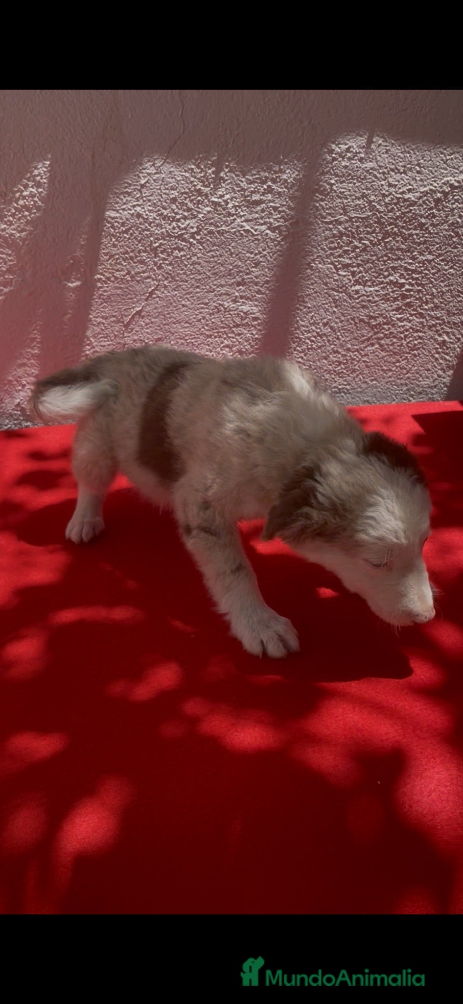 Border Collie perros Excelente cachorro red Merle  - Anuncio 1