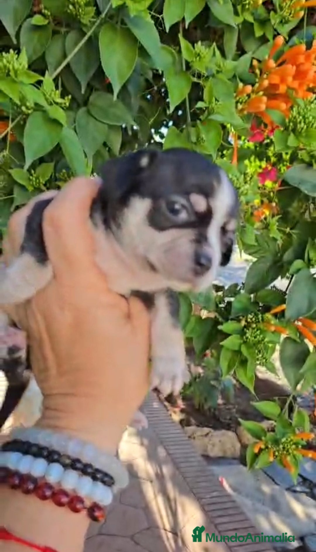 Chihuahua perros en venta: Chihuahua  - Anuncio 3