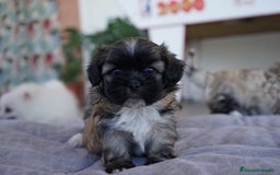 Maltipoo perros en venta: 🐾 Maxi y Boom – Maltipoo marrones con encanto  - Imagen 8