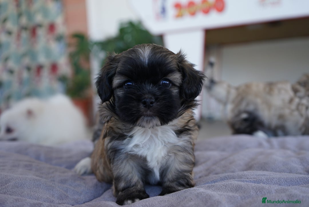 Maltipoo perros en venta: 🐾 Maxi y Boom – Maltipoo marrones con encanto  - Imagen 8