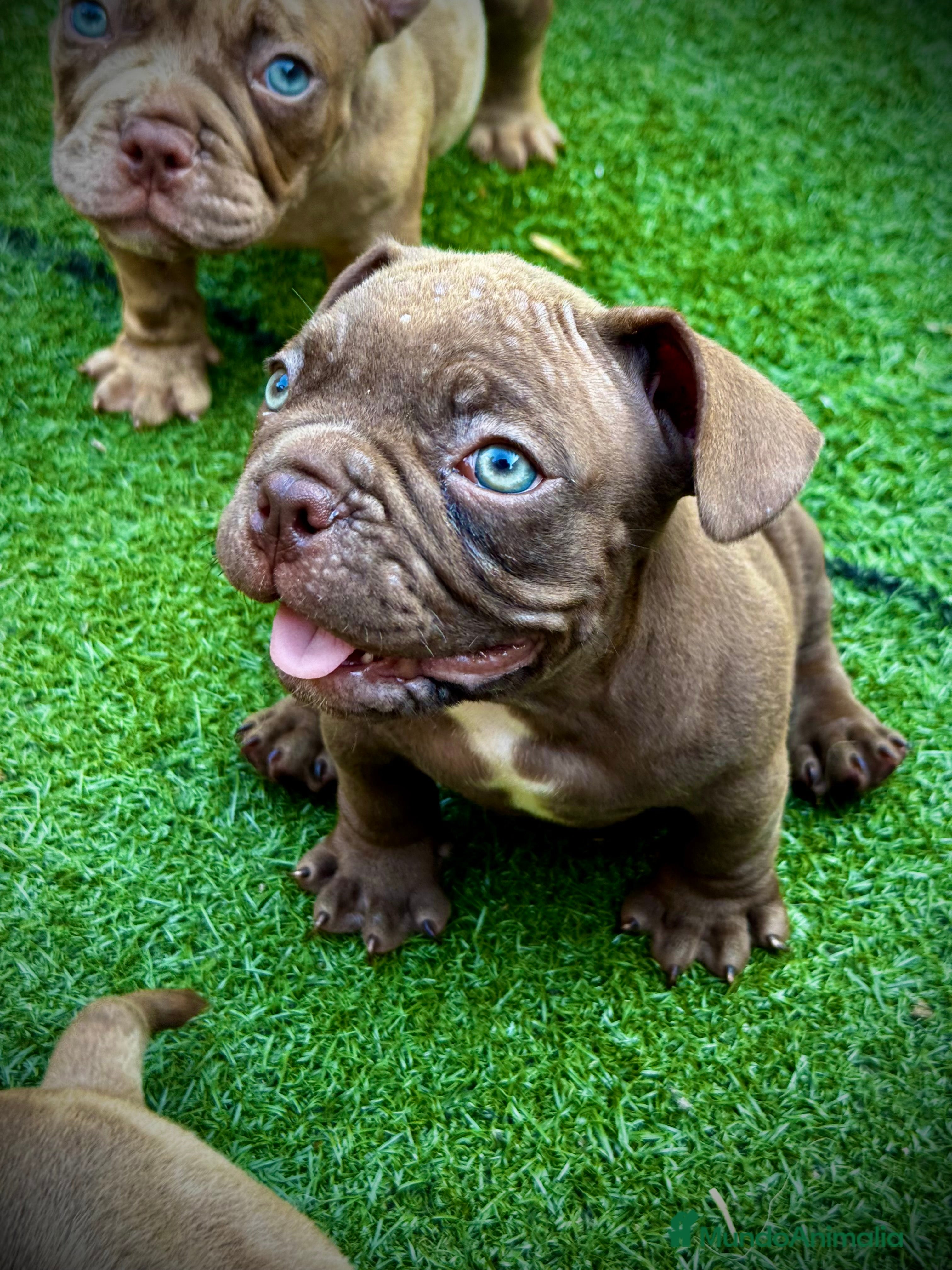 American Bully perros American Bully  - Anuncio 37