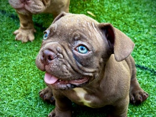American Bully perros - Anuncio 7