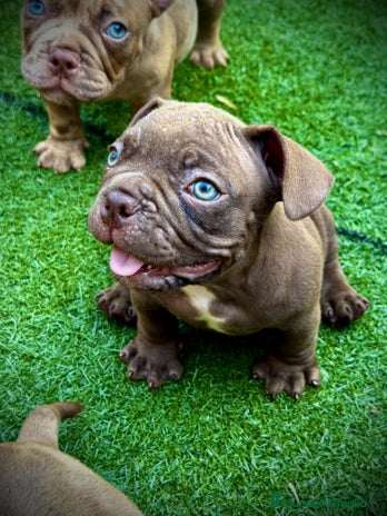 American Bully perros American Bully - Anuncio 4