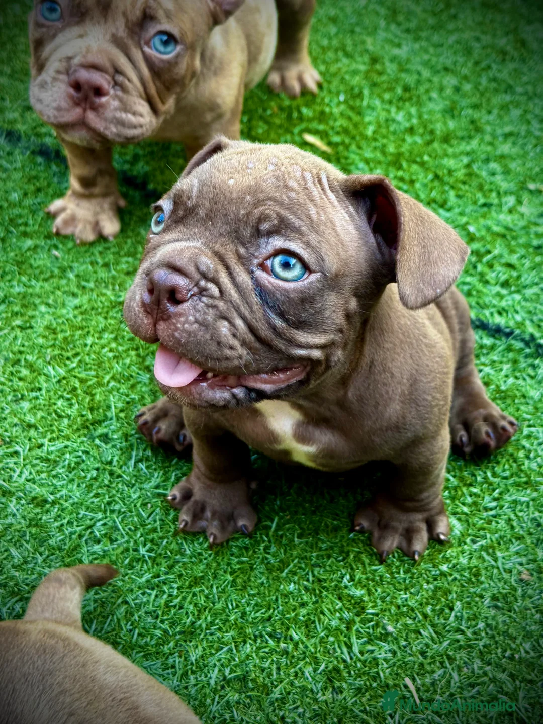 American Bully perros en venta: American Bully  - Anuncio 1