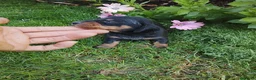 Teckel Miniatura perros en venta: Teckel miniatura negro fuego  - Anuncio 6