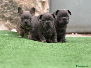 Bulldog Francés perros Bulldog francés Blue - Anuncio 20