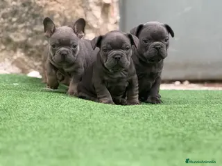 Bulldog Francés perros Bulldog francés Blue - Anuncio 5