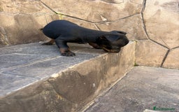 Pinscher Miniatura perros en venta: Pinscher miniatura  - Anuncio 4