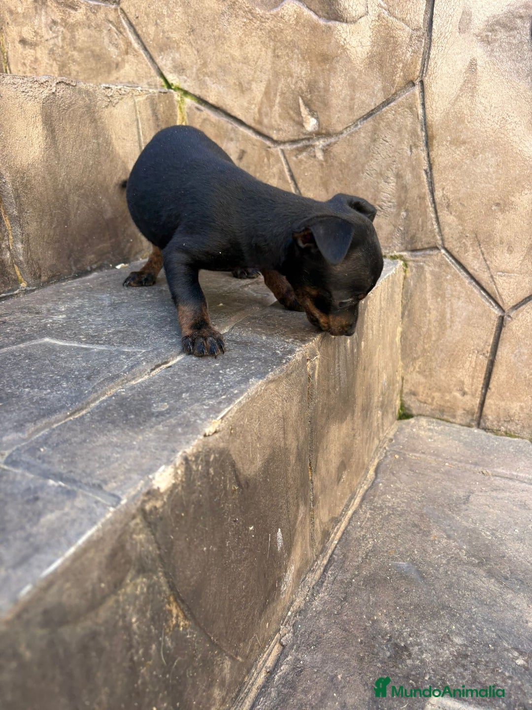 Pinscher Miniatura perros en venta: Pinscher miniatura  - Anuncio 4