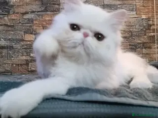 Persa gatos Gatita Pura Persa Blanca - Anuncio 32