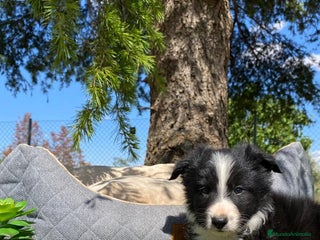 Border Collie perros - Anuncio 8