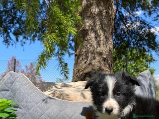 Border Collie perros BORDER COLLIE CACHORRO - Anuncio 3