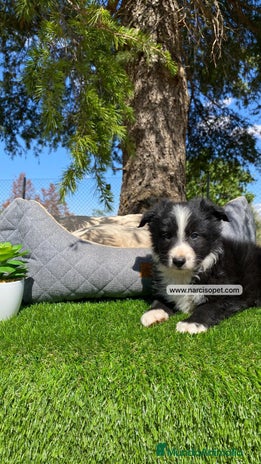 Border Collie perros - Anuncio 8