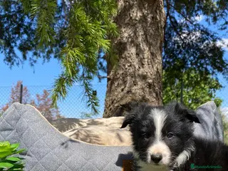 Border Collie perros BORDER COLLIE CACHORRO - Anuncio 17