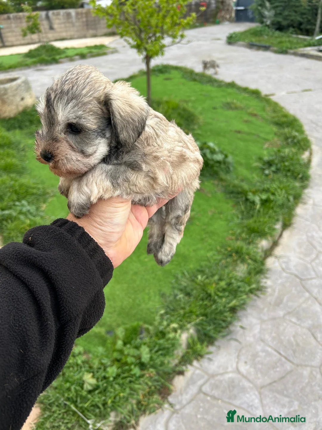 Schnauzer Miniatura perros en venta: Schnauzer mini en Cáceres - Anuncio 5