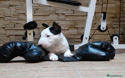 Bull Terrier perros en venta: CACHORROS BULL TERRIER - Imagen 7