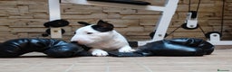 Bull Terrier perros en venta: CACHORROS BULL TERRIER - Anuncio 7