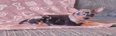 Pinscher Miniatura 3