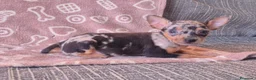 Pinscher Miniatura perros en venta: Pincher Miniatura Merles azul - Anuncio 3