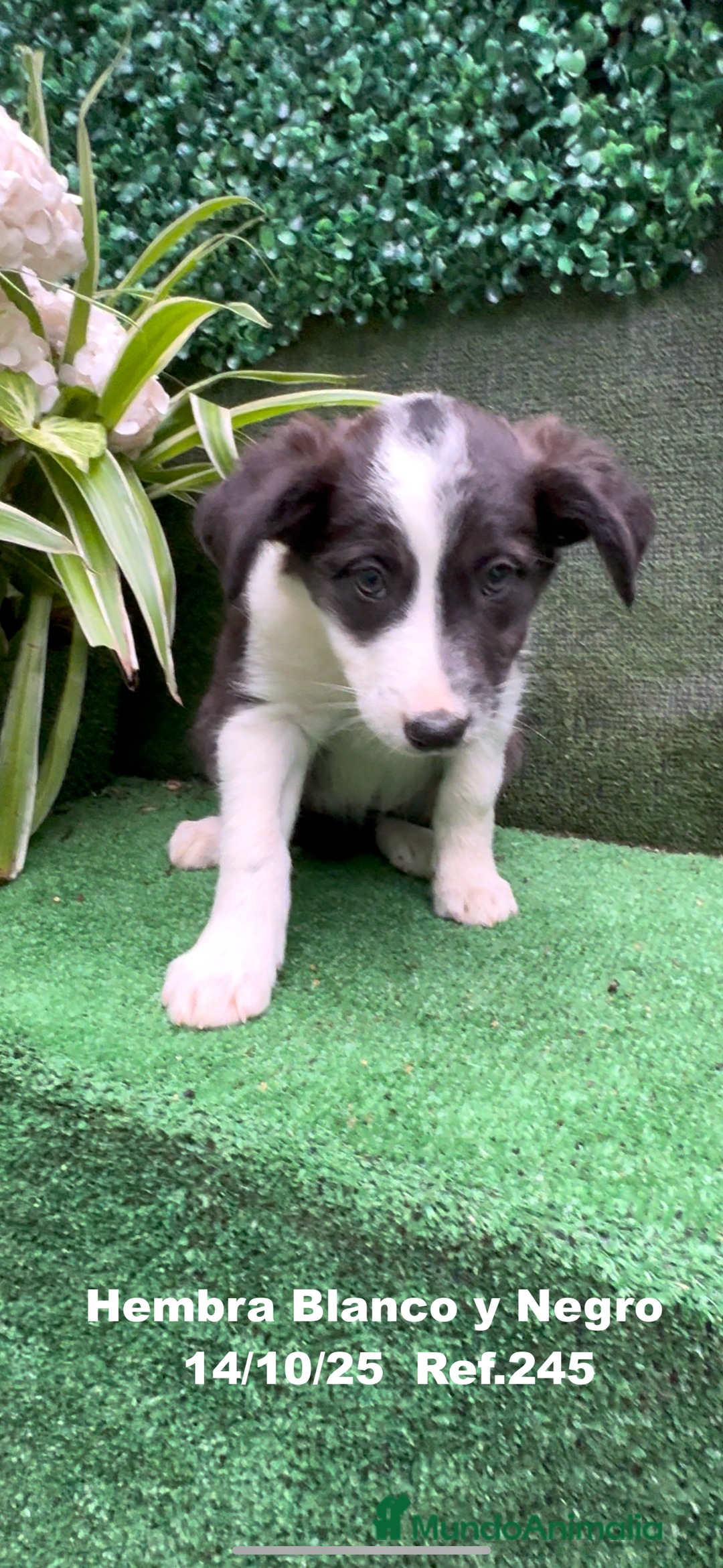 Border Collie perros en venta: Border Collie De Villa Biznaga - Anuncio 29