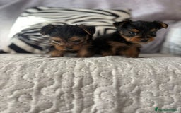 Yorkshire Terrier perros en venta: Yorkshire mini - Imagen 4
