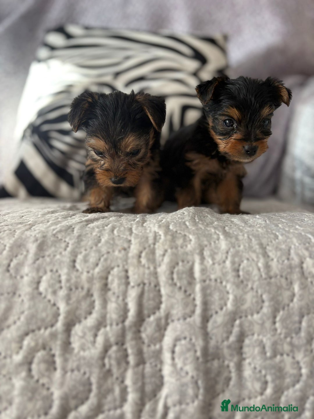 Yorkshire Terrier perros en venta: Yorkshire mini - Imagen 4