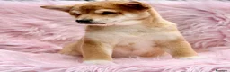 Shiba Inu perros en venta: Shiba Inu rojo y tricolor  - Anuncio 2