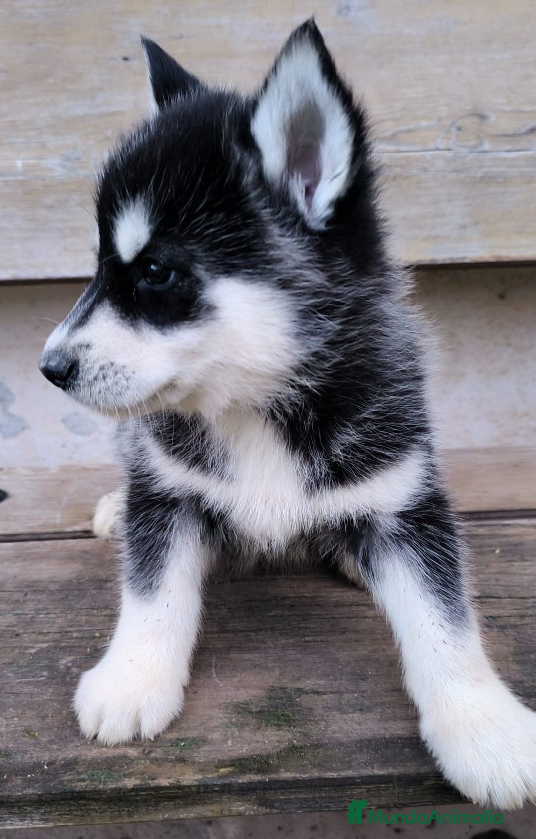 Husky Siberiano perros en venta: cachorros de husky siberiano - Imagen 27