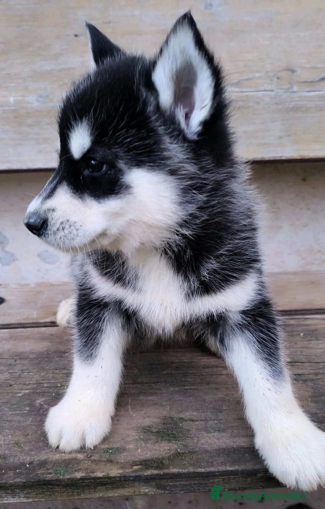 Husky Siberiano perros en venta: cachorros de husky siberiano - Anuncio 27