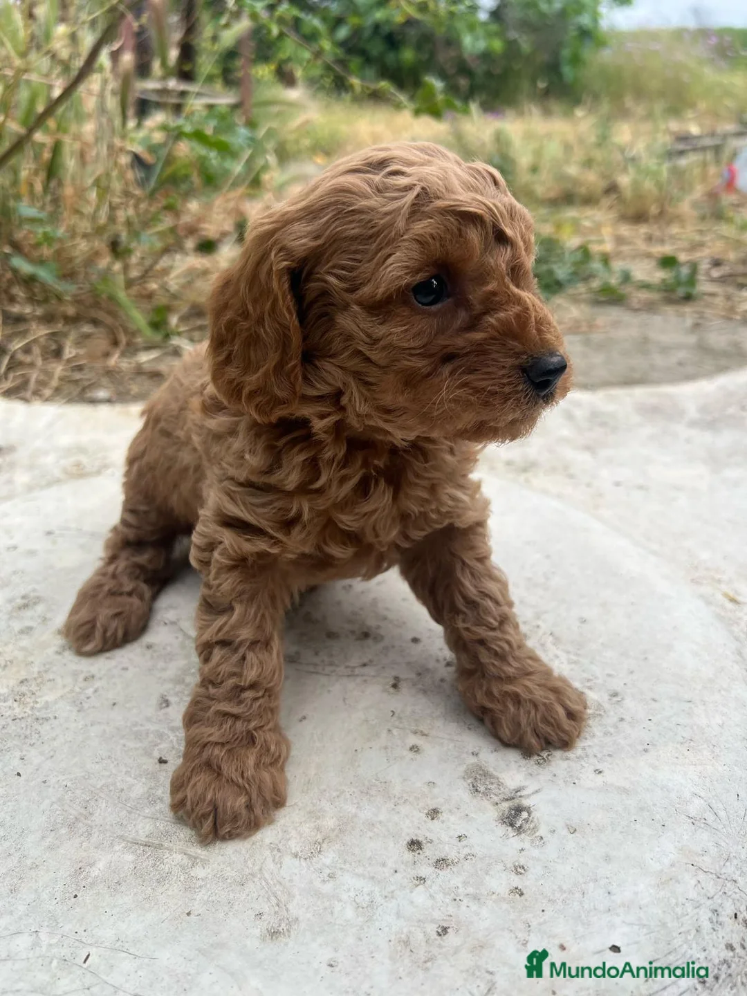 Caniche Enano perros en venta: HEMBRA CANICHE ROJA DE PADRES ENANOS en Madrid - Anuncio 5