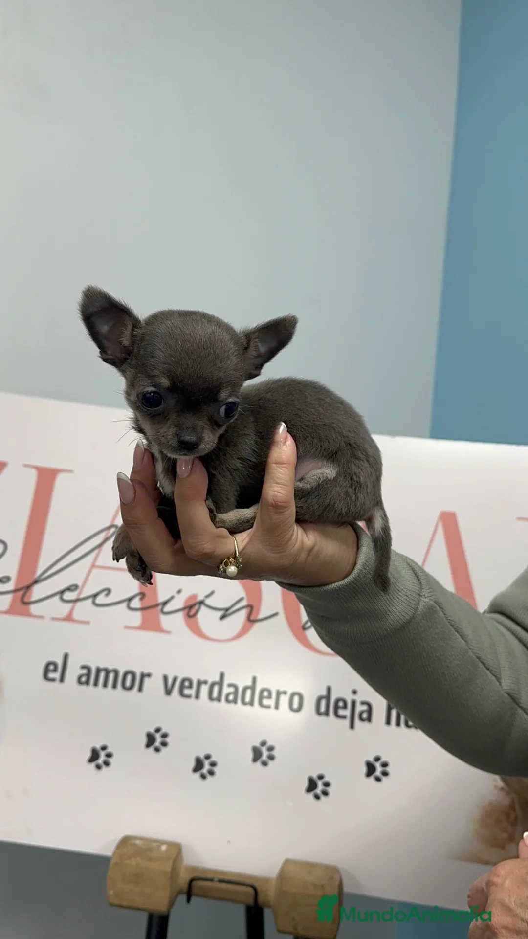Chihuahua perros en venta: CHIHUAHUA BLUE MICRO 🐾 - Anuncio 3