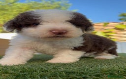 Perro de Agua Español perros en venta: PERRO DE AGUA macho - Imagen 6