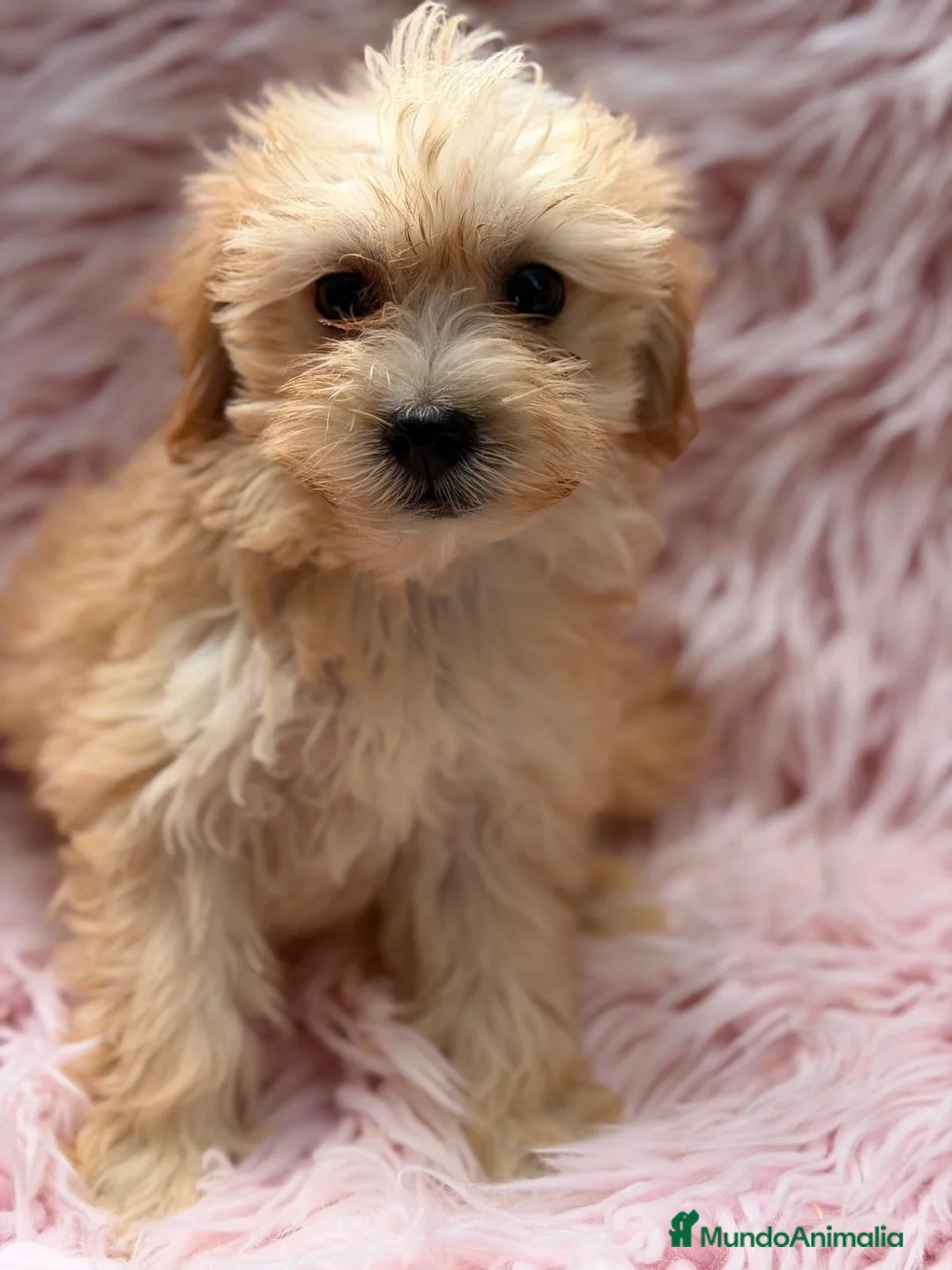 Maltipoo perros en venta: Hembra maltipoo - Anuncio 2