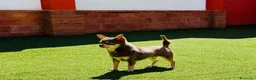 Chihuahua perros en venta: chihuahua chocolate miniatura  en Madrid - Anuncio 3