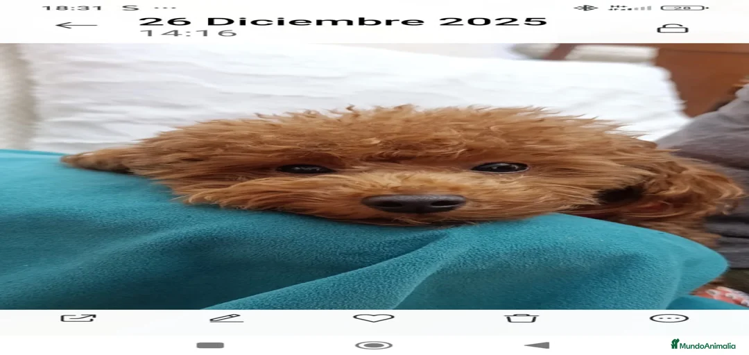 Imagen de galería {{count}}