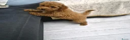 Caniche Toy perros en venta: Hembra de caniche Toy - Anuncio 3