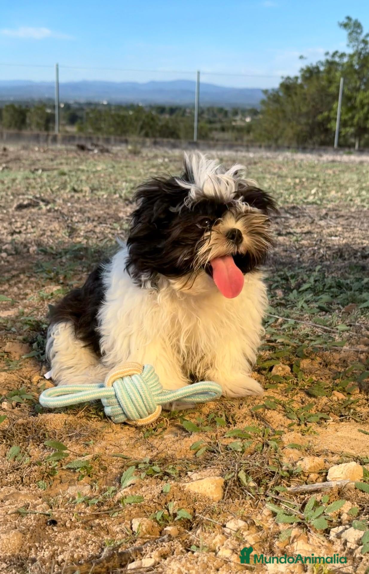 Shih Tzu perros SHIH TZU MACHO 💙 DISPONIBLE - Anuncio 3