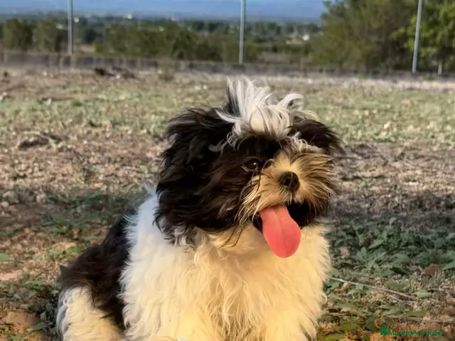 Shih Tzu perros en venta: SHIH TZU MACHO 💙 DISPONIBLE - Anuncio 6