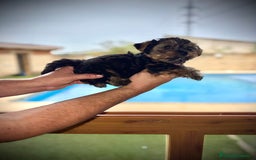 Yorkshire Terrier perros en venta: Yorkshire mini - Imagen 3