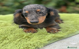 Teckel Miniatura perros en venta: Teckel pelo largo  - Imagen 5