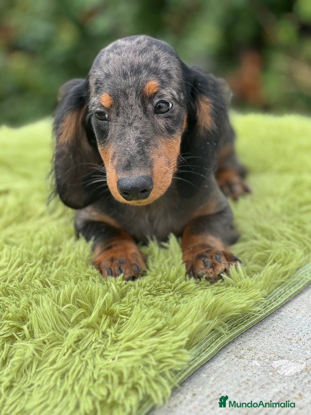 Teckel Miniatura perros en venta: Teckel pelo largo  - Imagen 5
