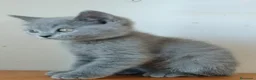 Británico de Pelo Corto gatos en venta: British pelo corto - Anuncio 5