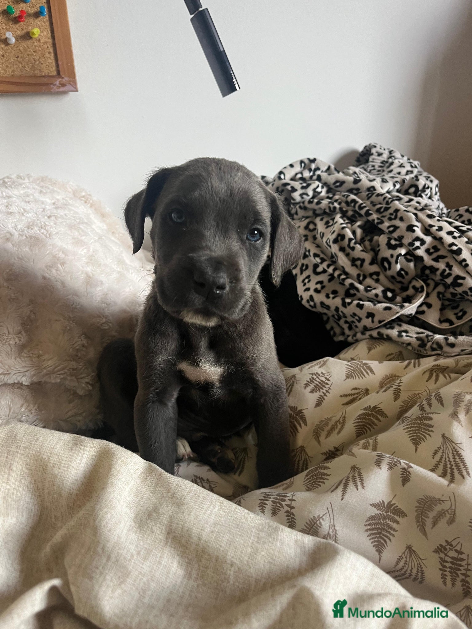 Cane Corso perros Cane corso  - Anuncio 1