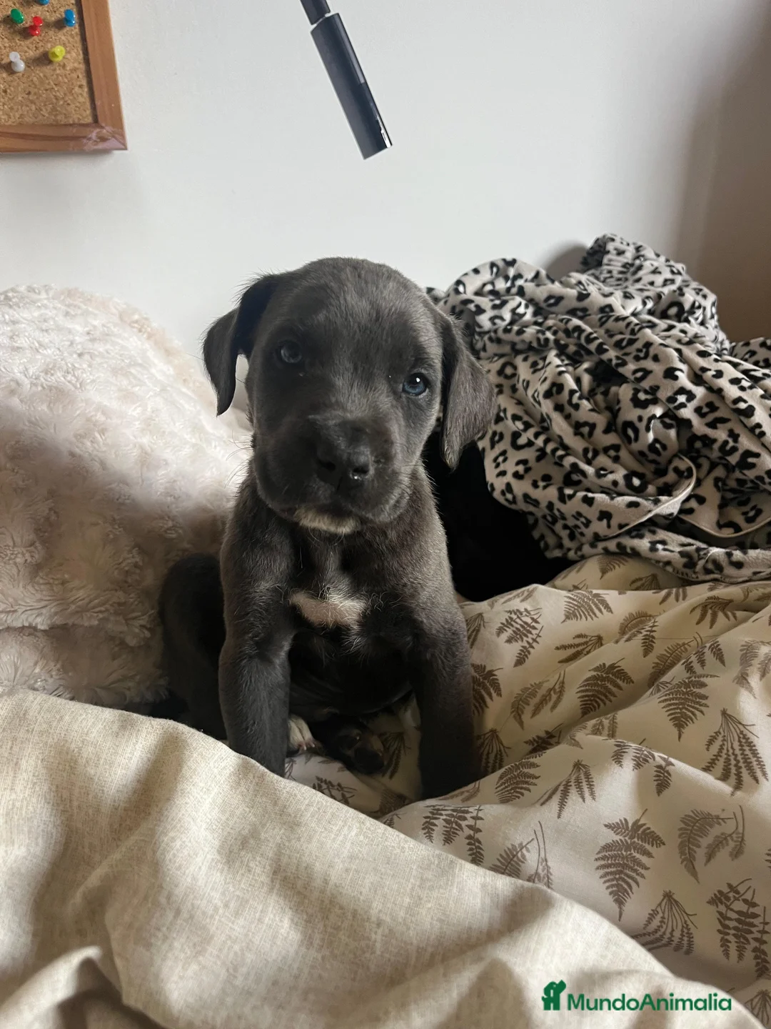 Cane Corso perros en venta: Cane corso  - Anuncio 1