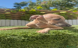 Pequeño Lebrel Italiano perros en venta: PICCOLO MACHO COLOR ISABELA - Imagen 7