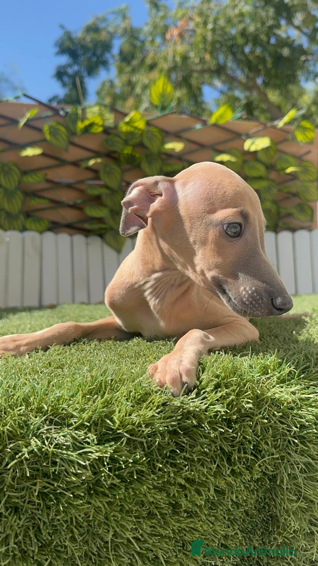 Pequeño Lebrel Italiano perros en venta: PICCOLO MACHO COLOR ISABELA - Imagen 7