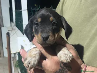 Raza Mixta perros Cachorro - Anuncio 1