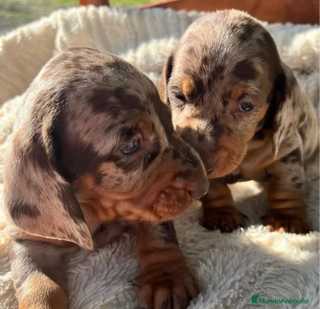 Teckel Miniatura perros en venta: Teckel mini en Illes Balears - Anuncio 3